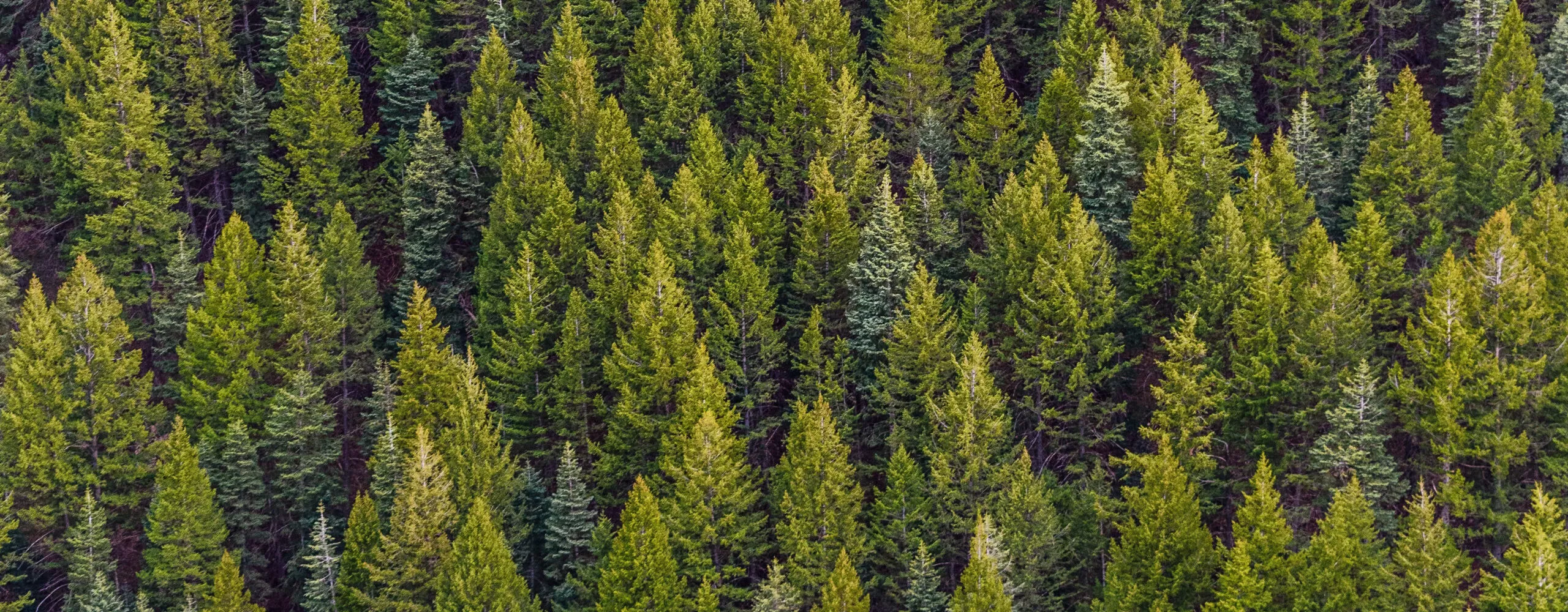 a conifer forest